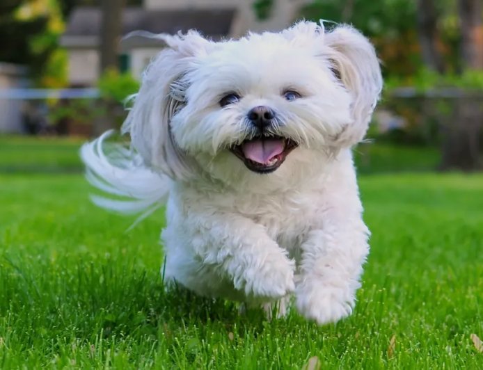Viral Video Shows Senior Rescue Dog Living His Absolute Best Life