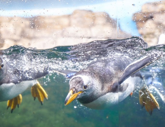 People Begin To Question If Animals Truly Are Better In Zoos After This Disturbing Pattern With Penguins Emerges