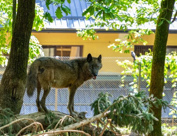 Toddler Is Injured After Sticking His Hand Into A Wolf Enclosure At Zoo