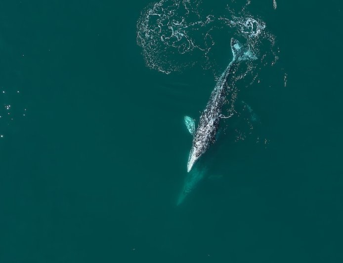 Sad News for ‘Willapa Willy’—the Whale that Swam up a River
