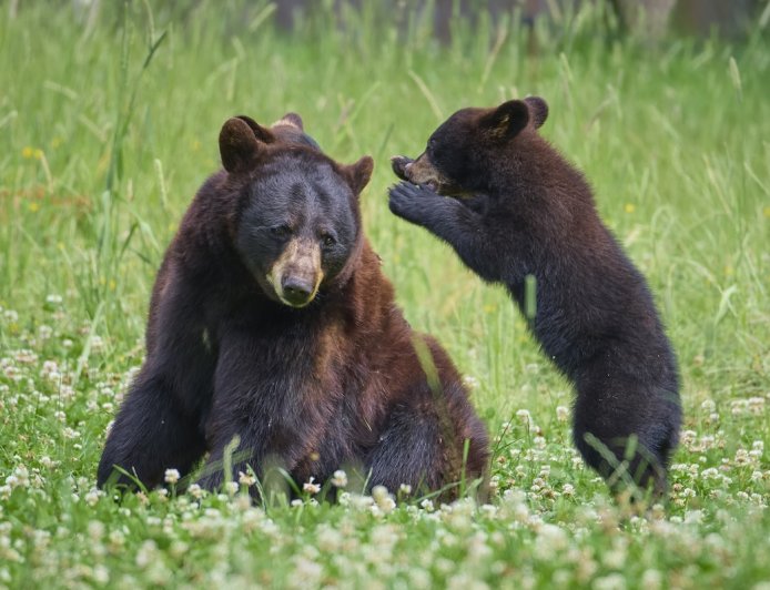 Adorable Trail-Cam Footage Shows Mama Bear and Cub Playing