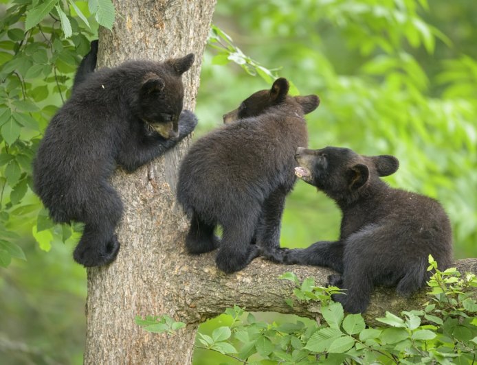 Black Bear Struggles to Wrangle Her Feisty Cubs in Funny Video