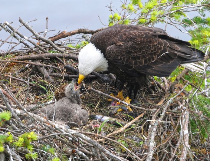 ‘Gentle Giants, Bonking Babies’: See Famous Bald Eagles’ Chicks