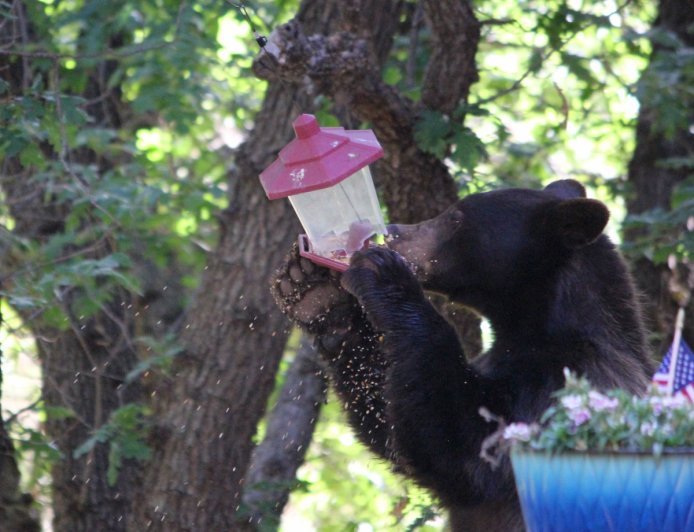 WATCH: Bear Destroys Hummingbird Feeder Hanging on Porch