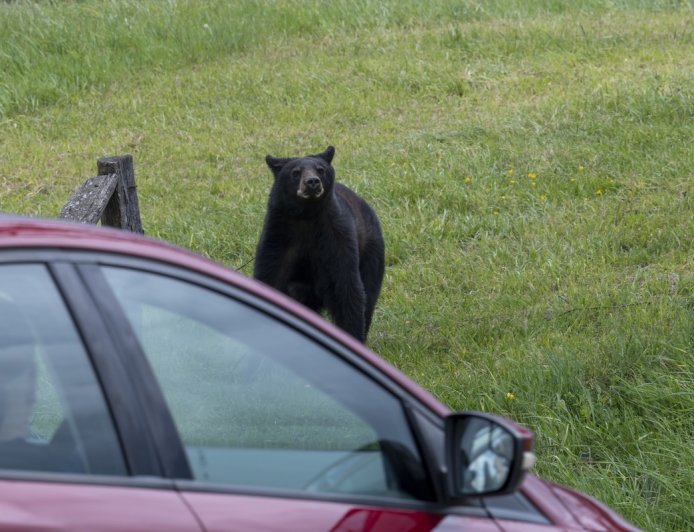Bear Jump Scare: Woman Startled When Animal Leaps From Car