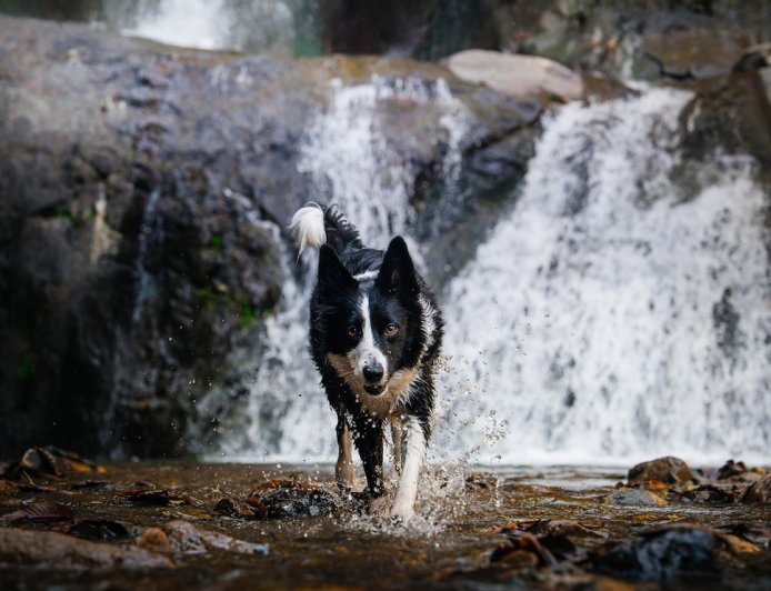 ‘Miracle Rescue’: Dog Found Week After Owner Fell Over Waterfall