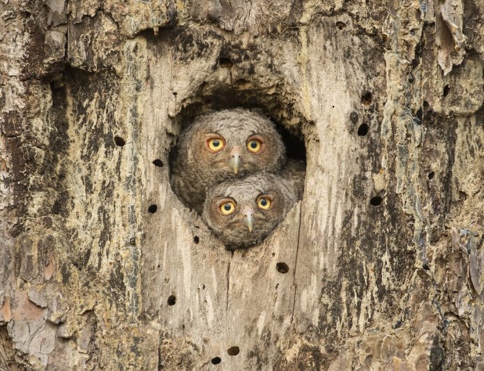 Can You Find the Hidden Owl? It’s Looking Right at You.