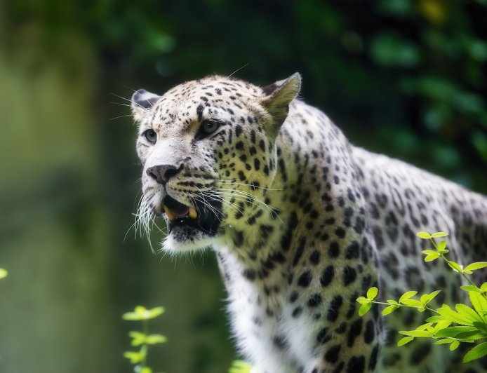 Thermal Camera Spots Elusive Predator, a Rare Persian Leopard