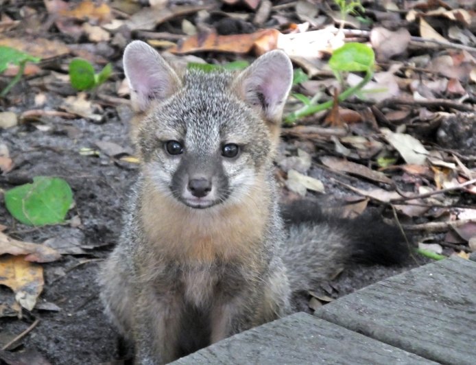 ‘Cutest Thing I’ve Ever Seen’: Baby Foxes Swarm Man (Viral Video)