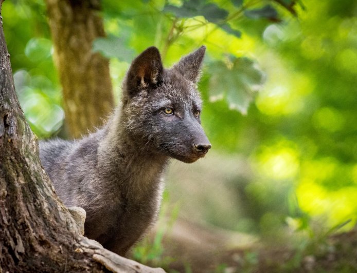 ‘Mischievous’ Wolf Pup Hijacks Sign From Yellowstone Area (Video)