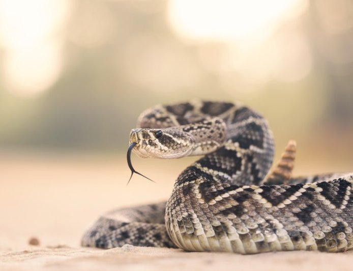 Experts Share Their Thoughts On Why Rattlesnakes Are Biting So Many People This Spring