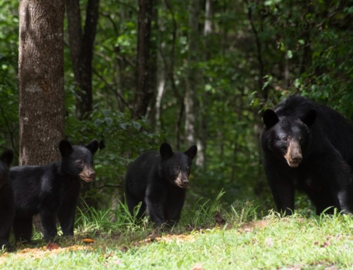 A Family In New Jersey Is Shocked To Discover A Family Of Bears Living Under Their Front Porch