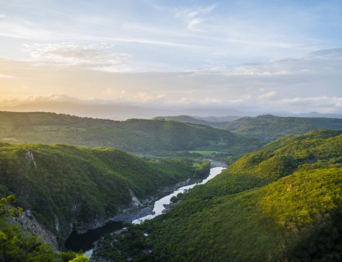 First Time in a Decade: Honduras Trail Cam Spots Rare Wild Cat
