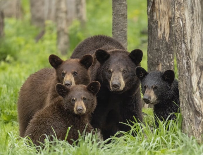 WATCH: First Sighting of This Many Black-Bear Cubs in One Litter