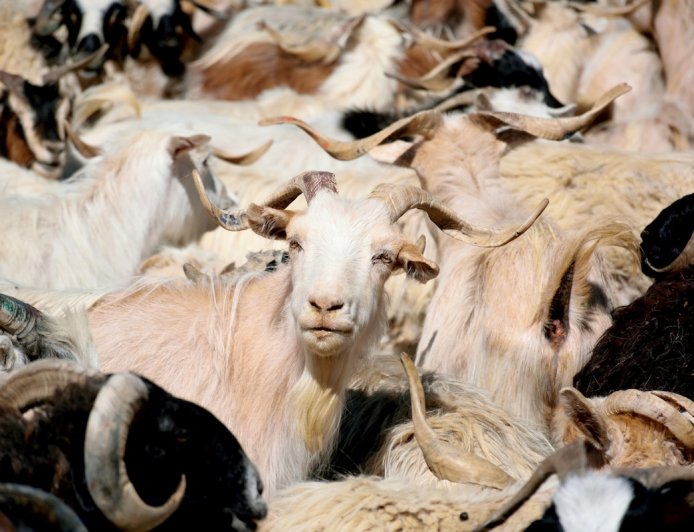 Over 100 Goats Escape, Causing Hilariously Weird Traffic Jam