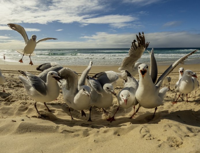 Summer Beach Hack: Can Googly Eyes on Snacks Deter Gulls?