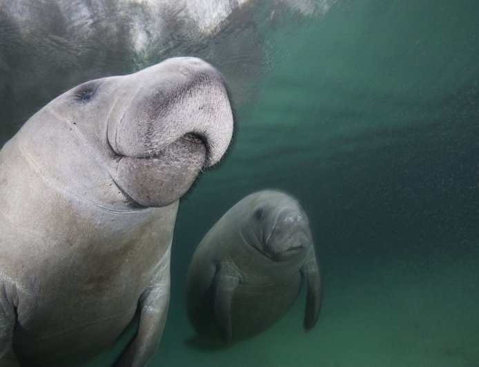 Manatee Mom Spotted in Florida With a Rare Set of Twins
