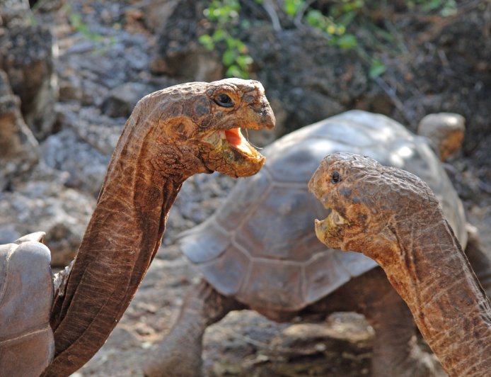 A Giant Galapagos Tortoise Fight Is Just as Weird as You’d Expect
