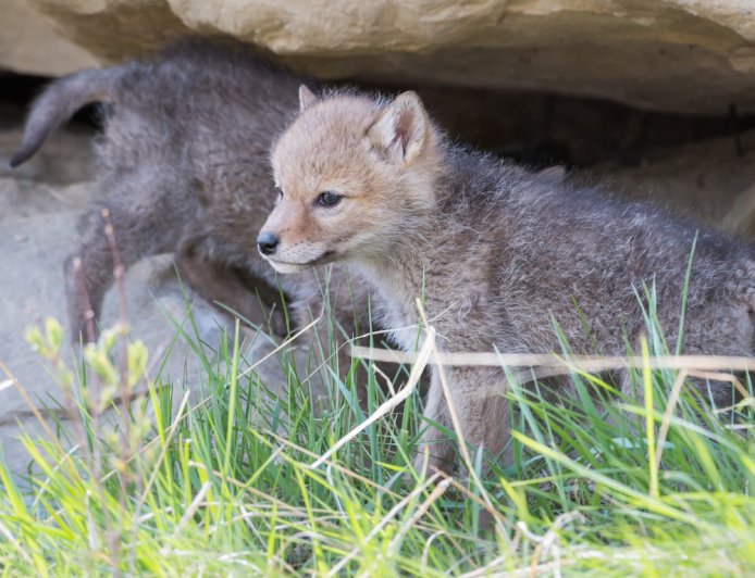 WATCH: Fisherman Stumbles Upon Newborn Coyote Puppies