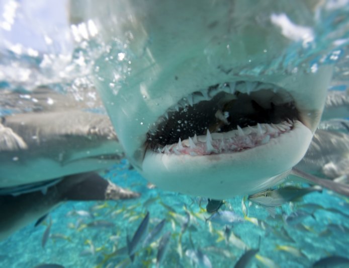 ‘Get Me Outta Here!’: Man Ends up in a Shark Feeding Frenzy
