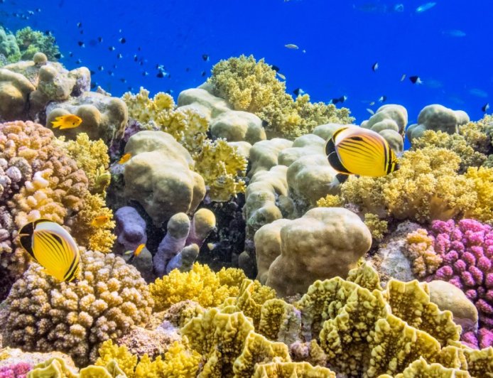 Scientists Discuss Tactics To Save Coral Reefs From Heat Waves