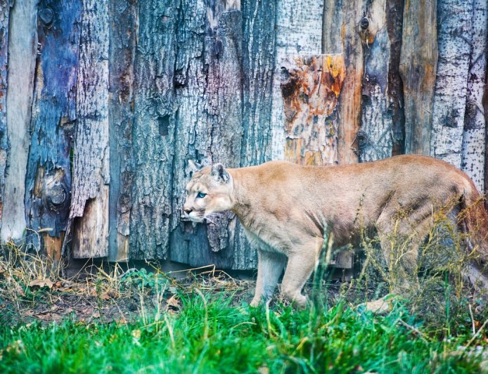 Mountain Lion Kills Family’s Two Large Dogs in Their Backyard