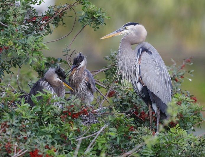 Mother Heron Risks Life to Protect Young From Bald Eagle (Video)