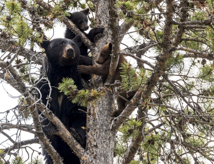 ‘They Didn’t Even RSVP!’: Black Bears Crash a Wedding Ceremony