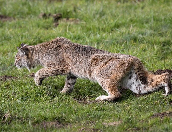 Bobcat Stalks and Attacks Man as He Records the Whole Thing