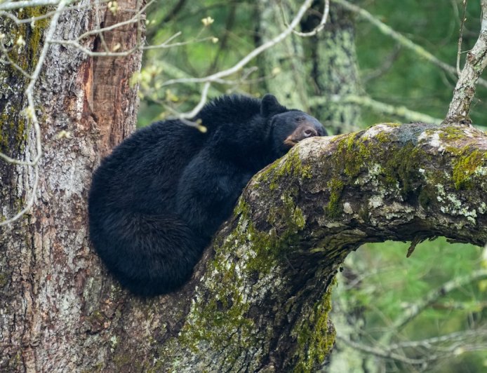 WATCH: Dramatic Moment Tranquilized Bear Falls From Tree