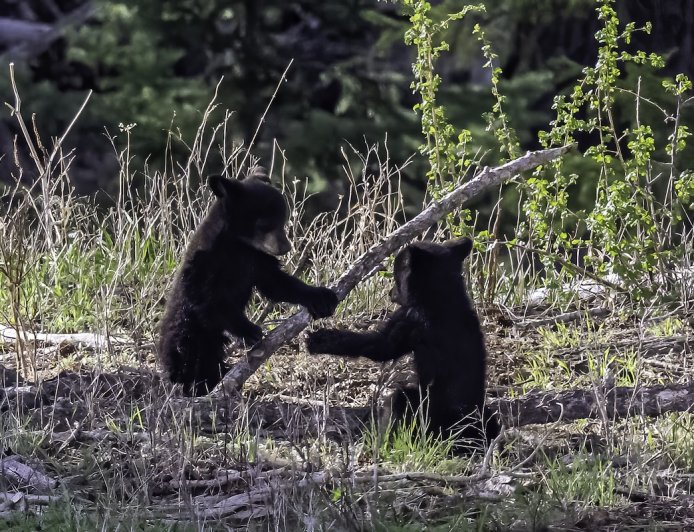Bear Family Plays Together for Hours in a Backyard (Video)