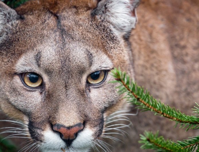 Experts Share What To Do When A Mountain Lion Starts To Follow You