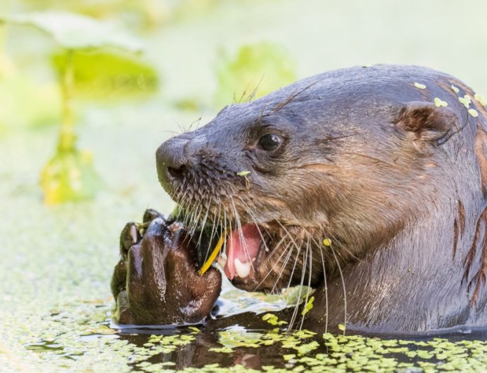 Family Attacked By River Otter Will Receive A Large Sum