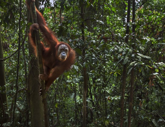 Sumatran Orangutan Uses Canopy Bridge for the First Time Ever