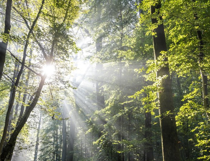 ‘Level 100 Camo’: See Whooo’s Hiding in the Trees (Video)