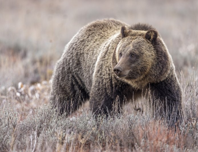 Grizzly Bear Rips up Archery Target at Yellowstone-Area Lodge