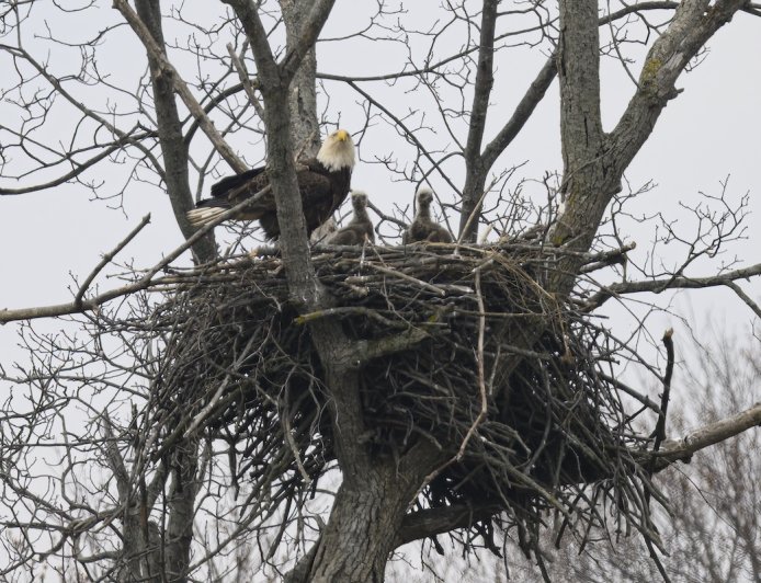 WATCH: Eaglet Falls From Nest, Then Gets a Helping Hand