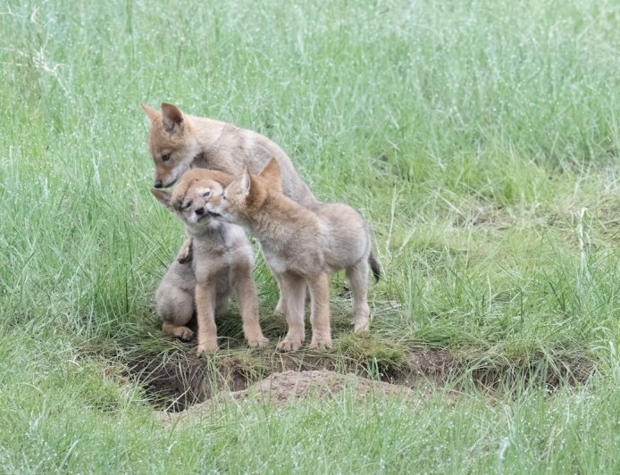 WATCH: Hiker Stumbles Upon Adorable Baby Coyotes
