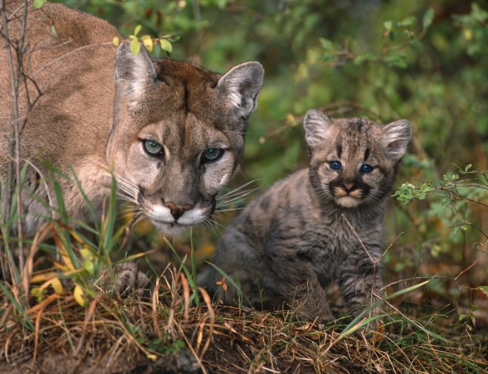 ‘Our Best Trail-Cam Capture Yet’: Cougar and Kittens in Minnesota