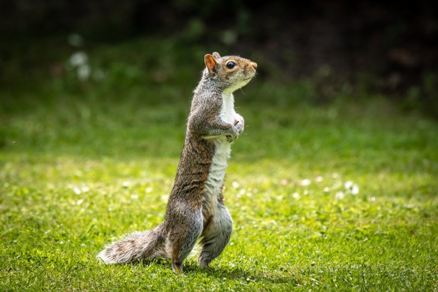 WATCH: Hiker in Phoenix Gives Water to a Thirsty Squirrel