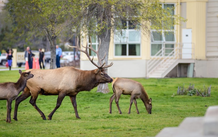 Elk Herd Goes for an Afternoon Swim in Wholesome Video