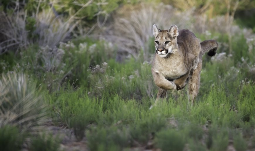 WATCH: Man Comes Face to Face with Two Mountain Lions