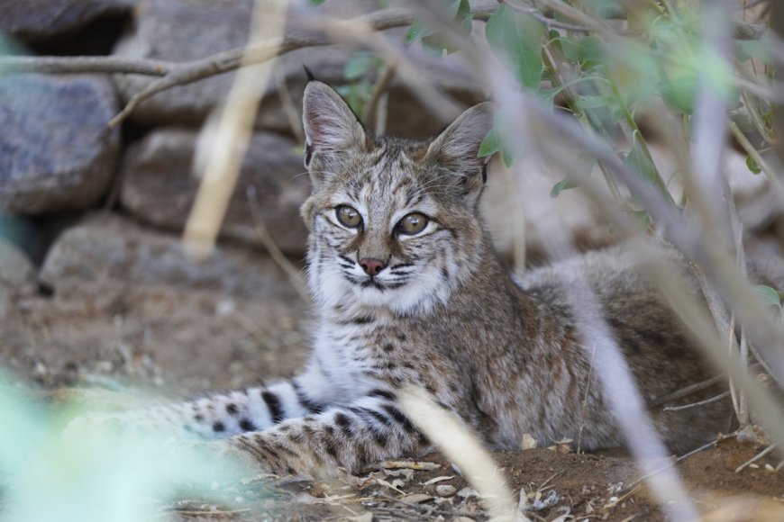 WATCH: Bobcat Kittens Play in Tucson, Arizona Backyard