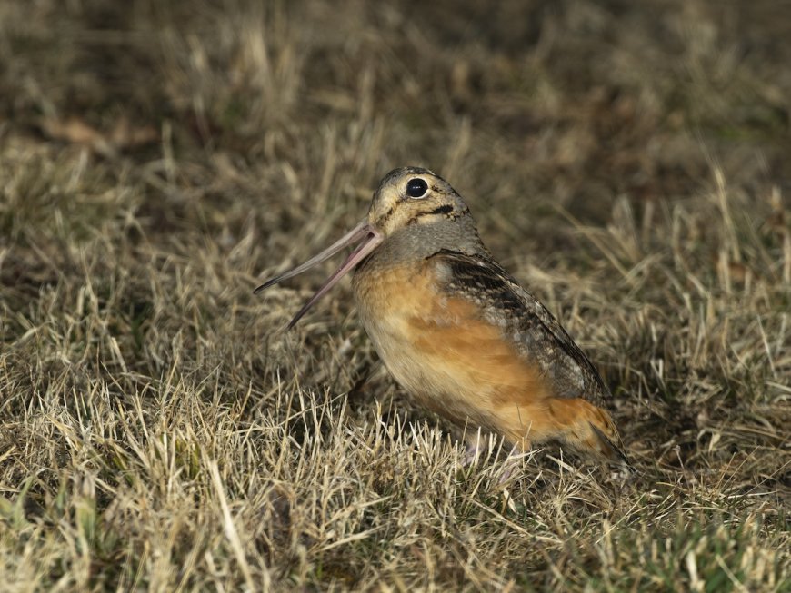 Bystanders Can’t Get Enough of This Bird’s Hilarious Dance