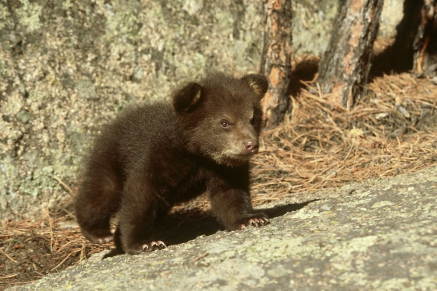 Troopers Rescue Lone Bear Cub From Ditch in New Jersey