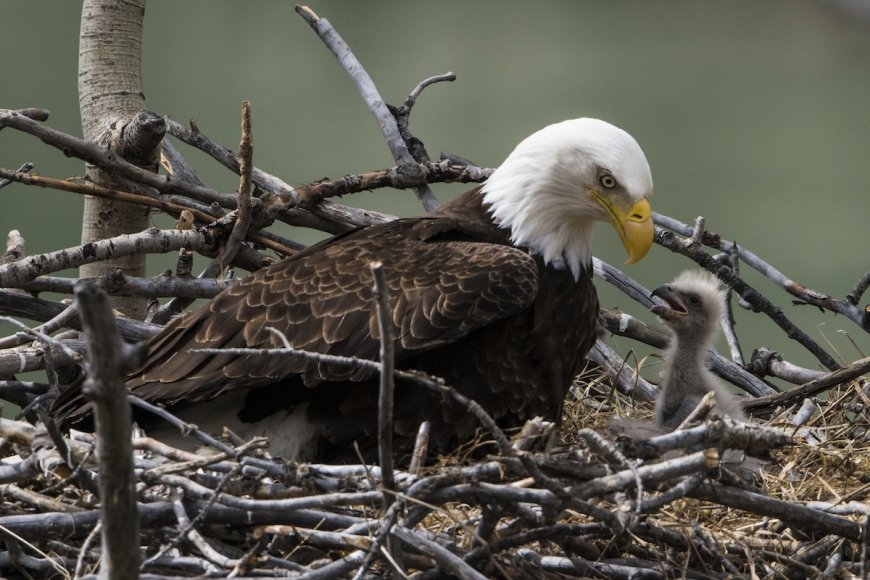 ‘Happy Hatch Day!’: Bald Eagles Welcome Chick on Livestream