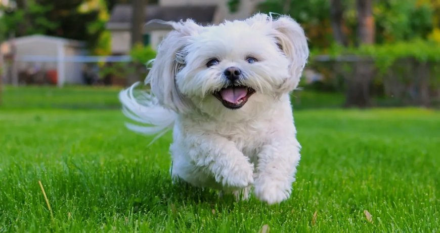 Viral Video Shows Senior Rescue Dog Living His Absolute Best Life