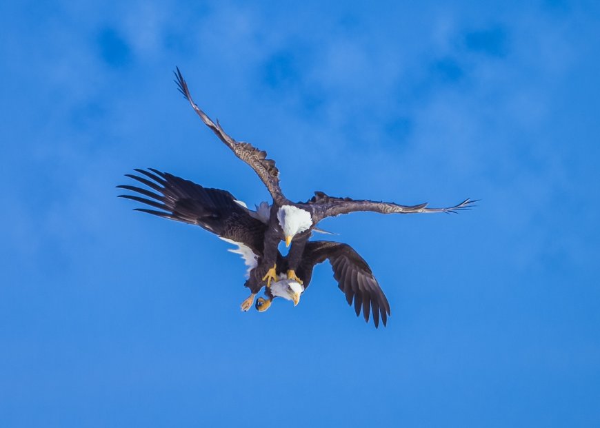 Bald Eagles Get Tangled Together in Power Line While Fighting