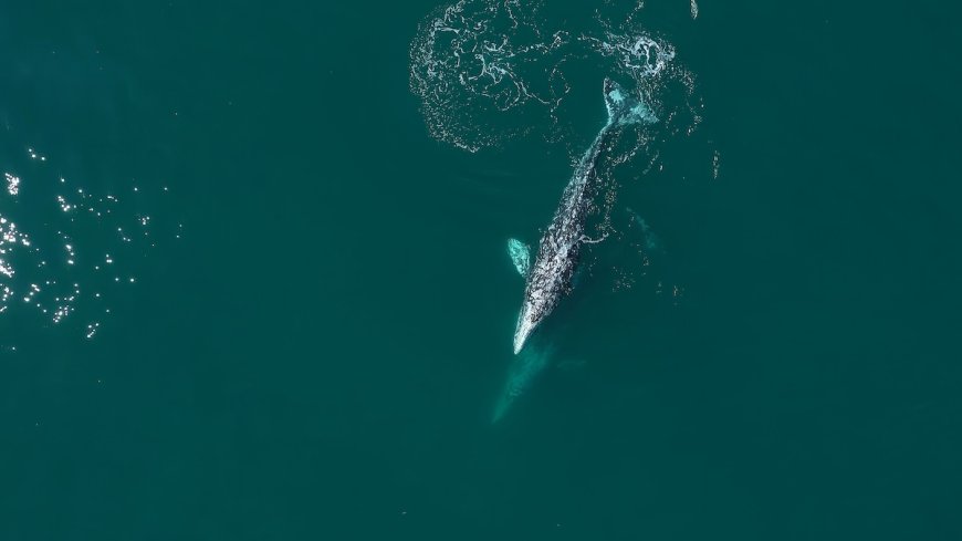 Sad News for ‘Willapa Willy’—the Whale that Swam up a River