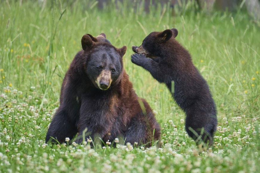 Adorable Trail-Cam Footage Shows Mama Bear and Cub Playing